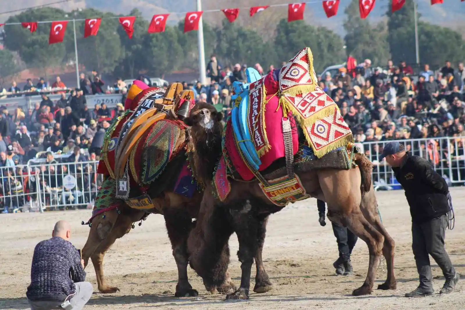Aydın’da 160 deve kıran kırana güreşti