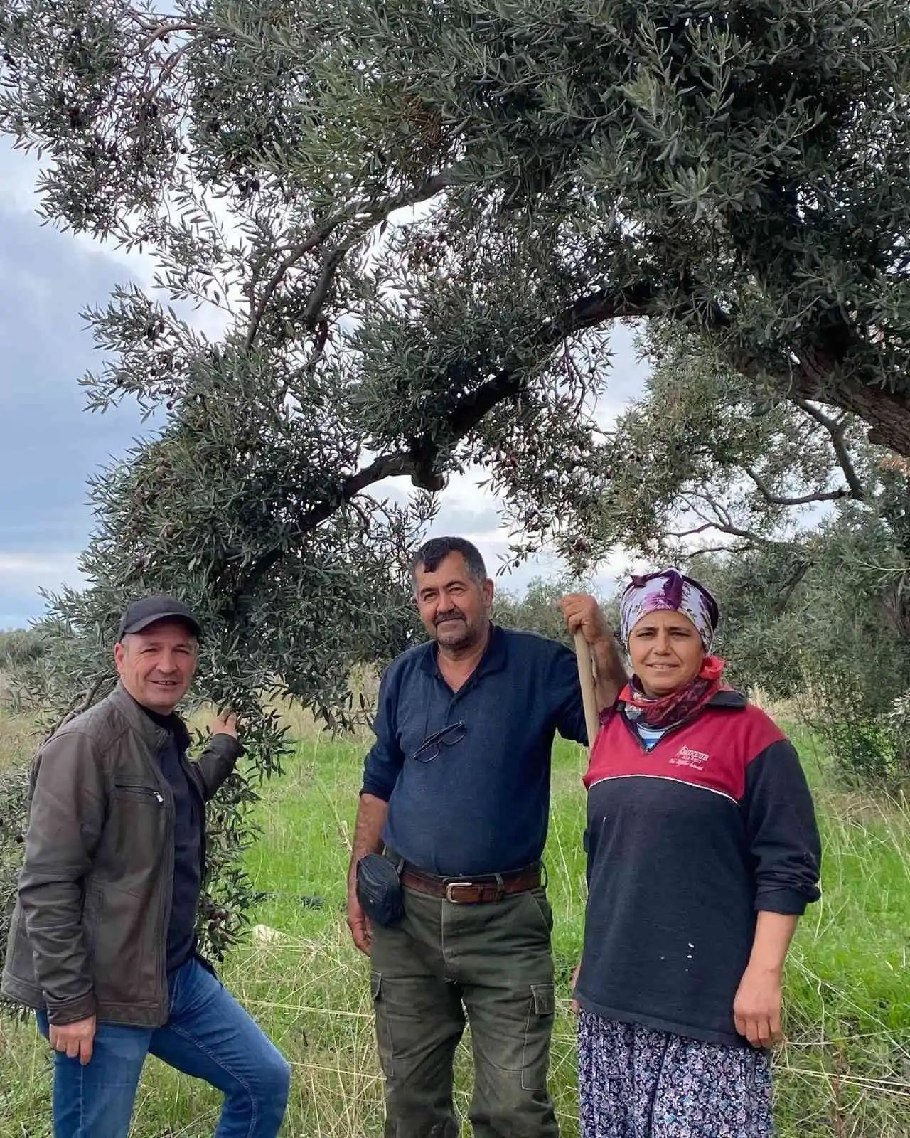 Aydın'da zeytin bahçeleri denetlendi, çiftçiler bilgilendirildi