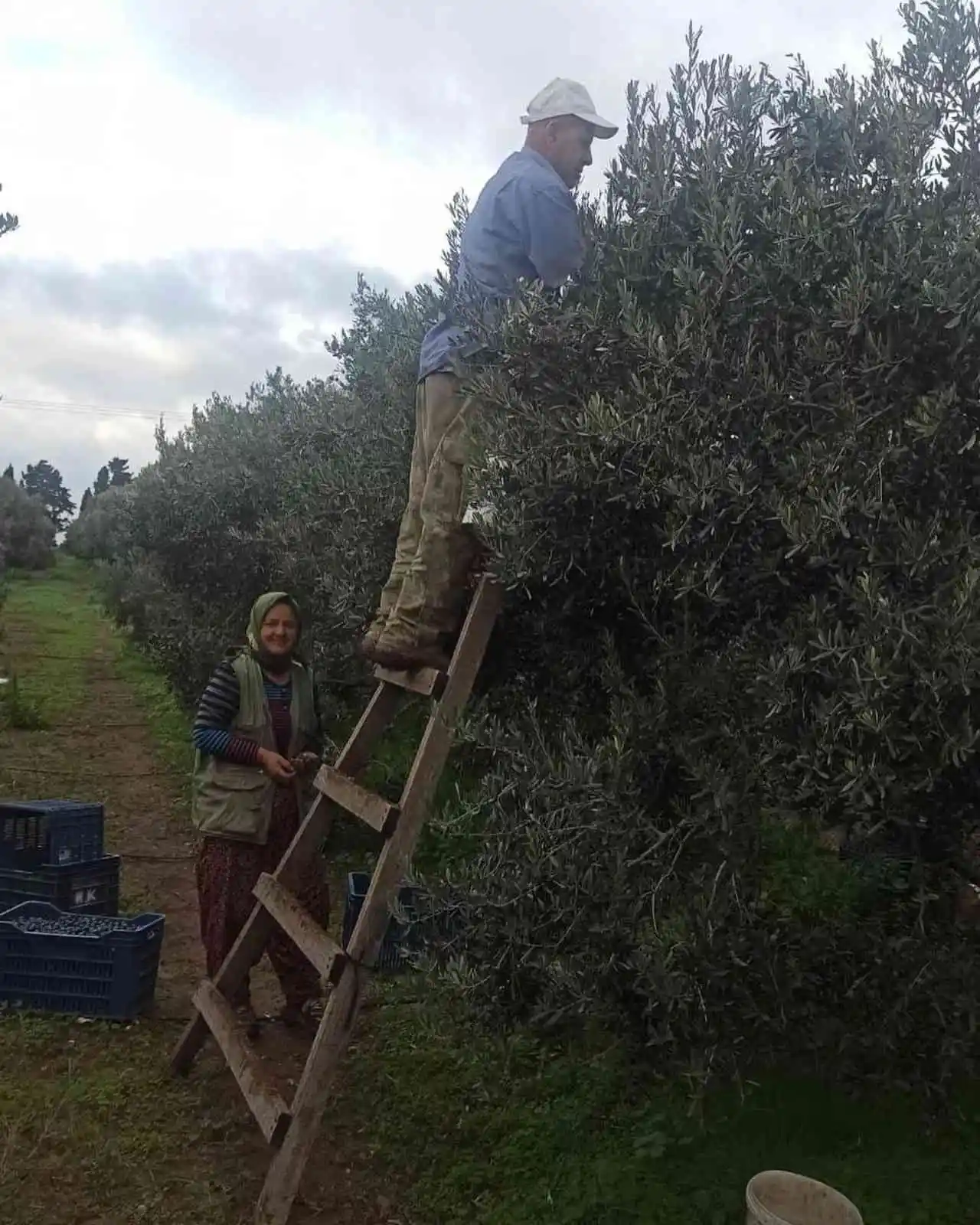 Aydın’da zeytin bahçeleri denetlendi, çiftçiler bilgilendirildi
