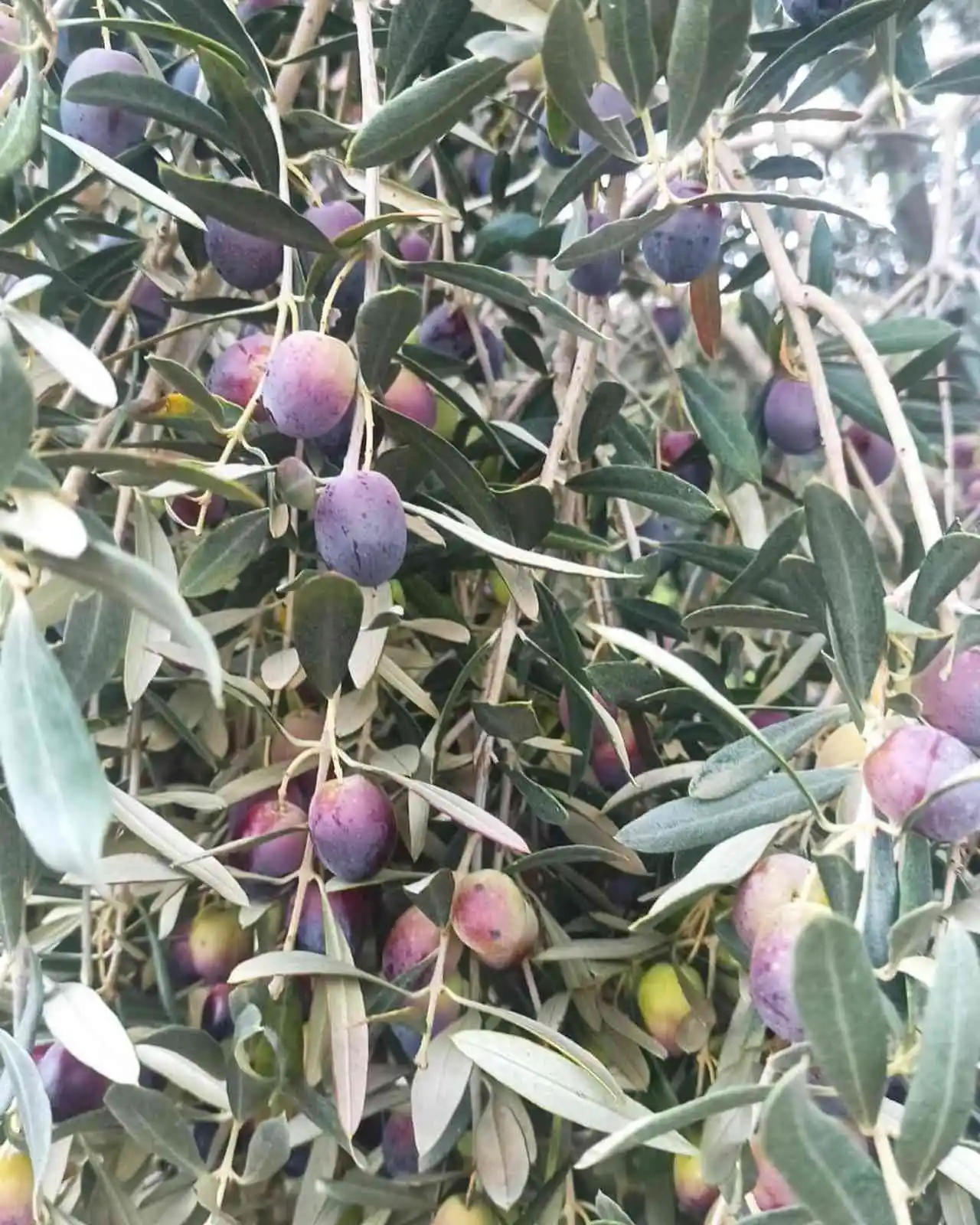 Aydın’da zeytin bahçeleri denetlendi, çiftçiler bilgilendirildi
