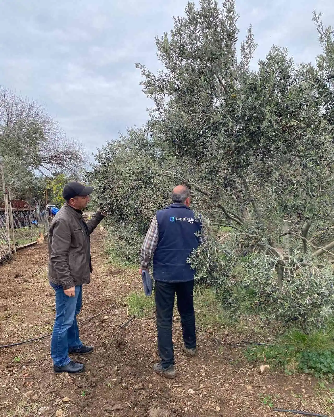 Aydın’da zeytin bahçeleri denetlendi, çiftçiler bilgilendirildi