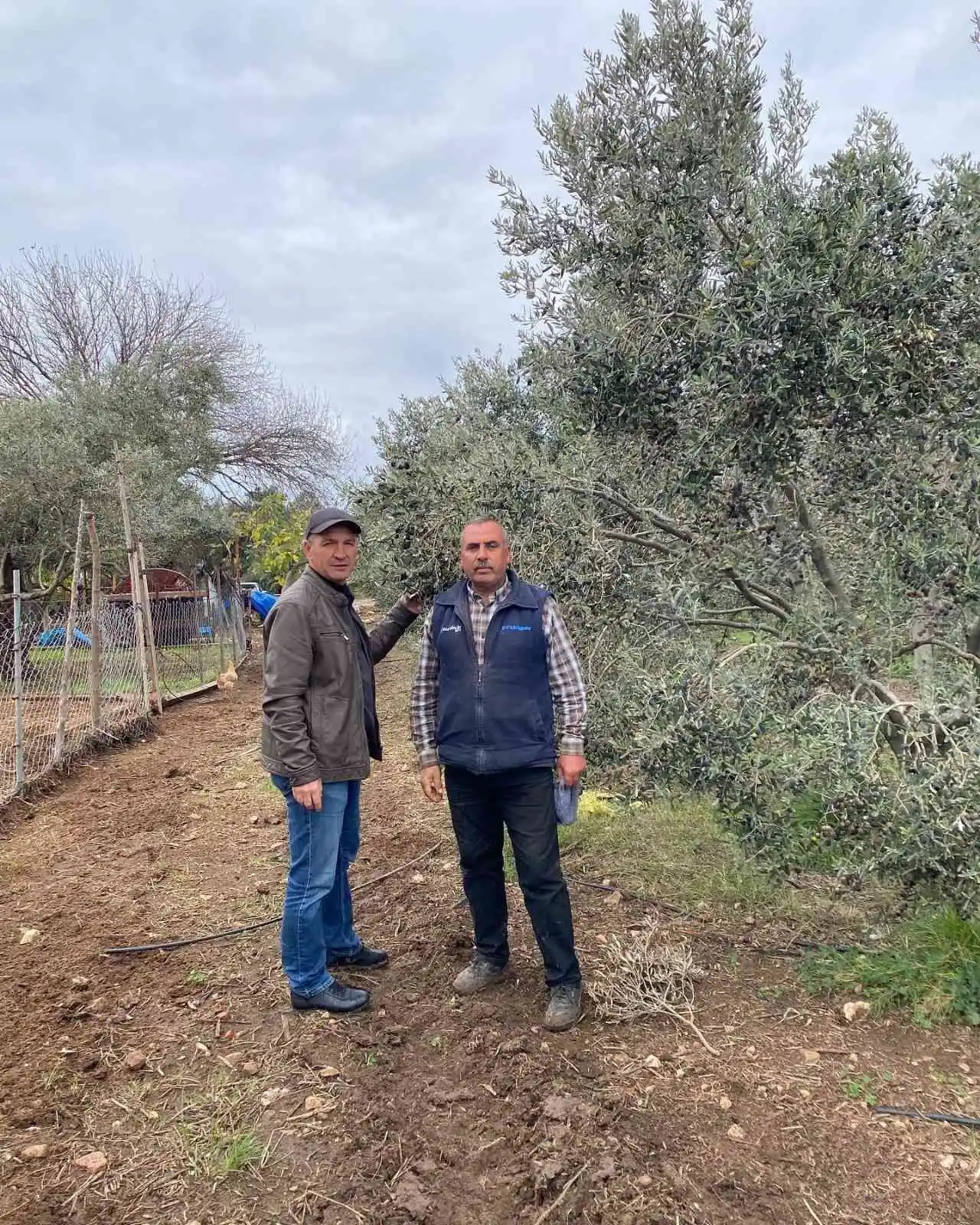 Aydın’da zeytin bahçeleri denetlendi, çiftçiler bilgilendirildi