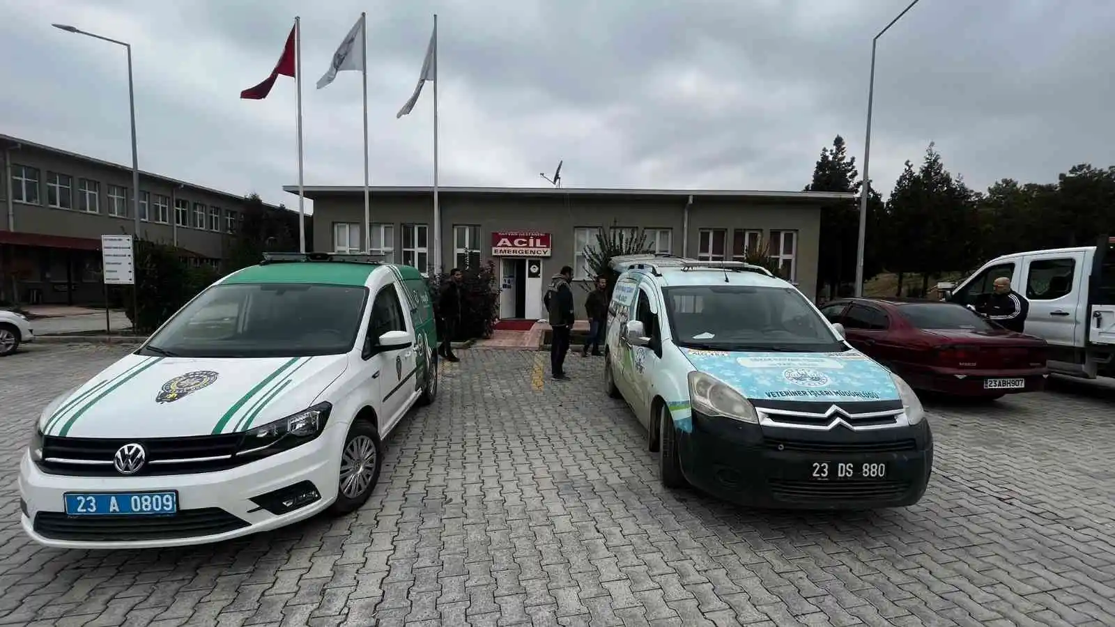 Bacağı kırık tay, tedavi altına alındı
