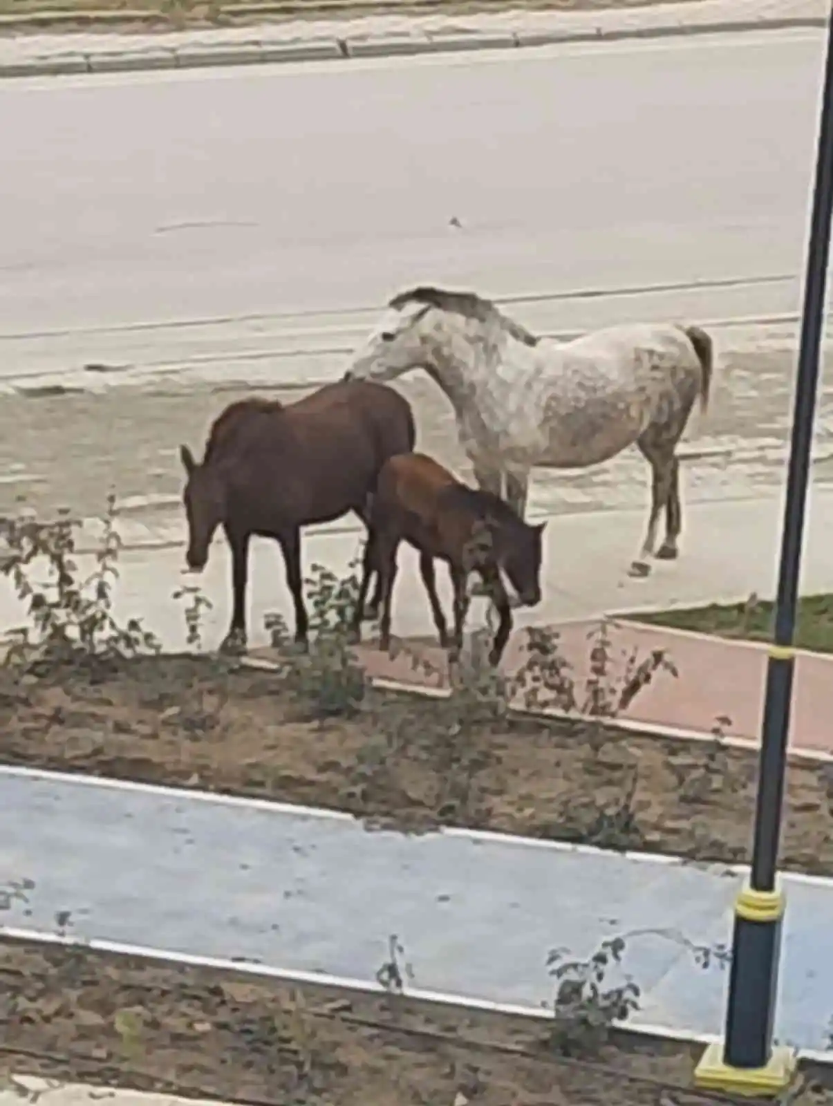 Bacağı kırık tay, tedavi altına alındı
