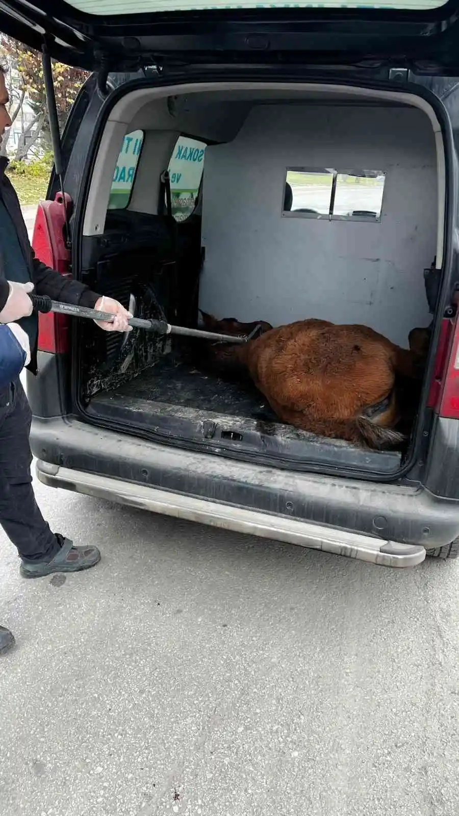 Bacağı kırık tay, tedavi altına alındı
