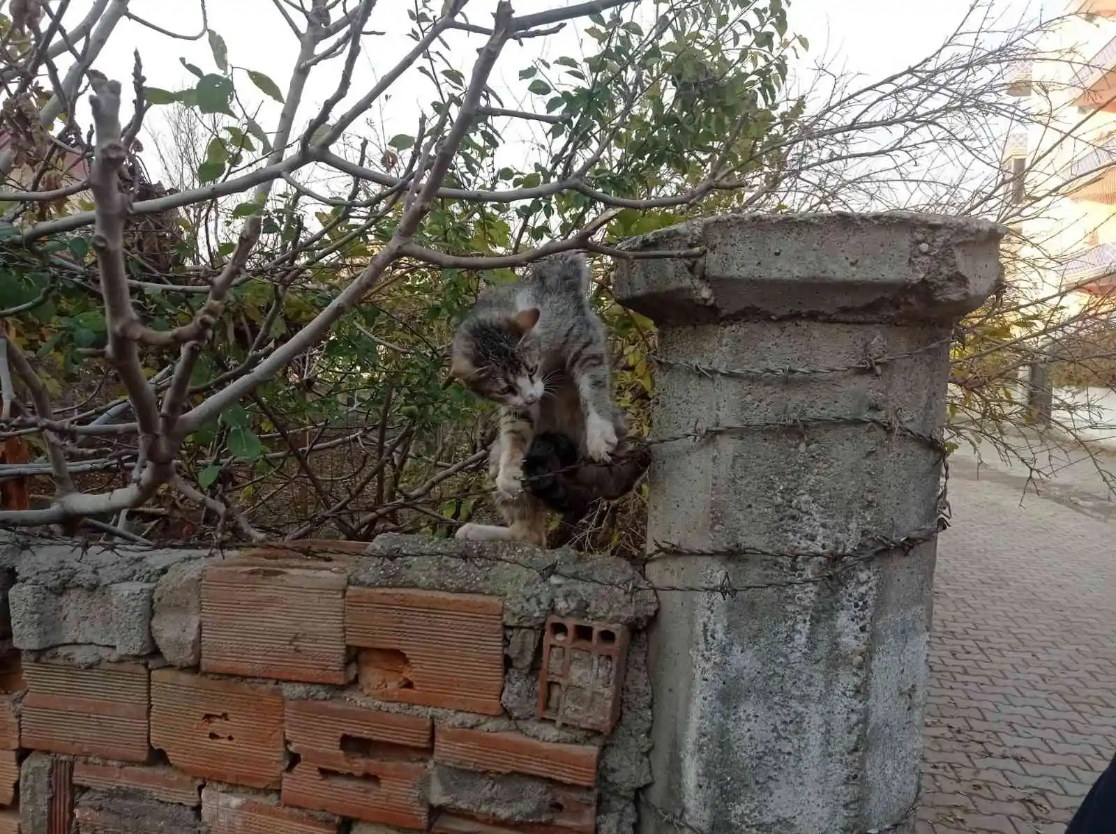 Batman’da dikenli tele dolanan kedi itfaiye ekiplerince kurtarıldı

