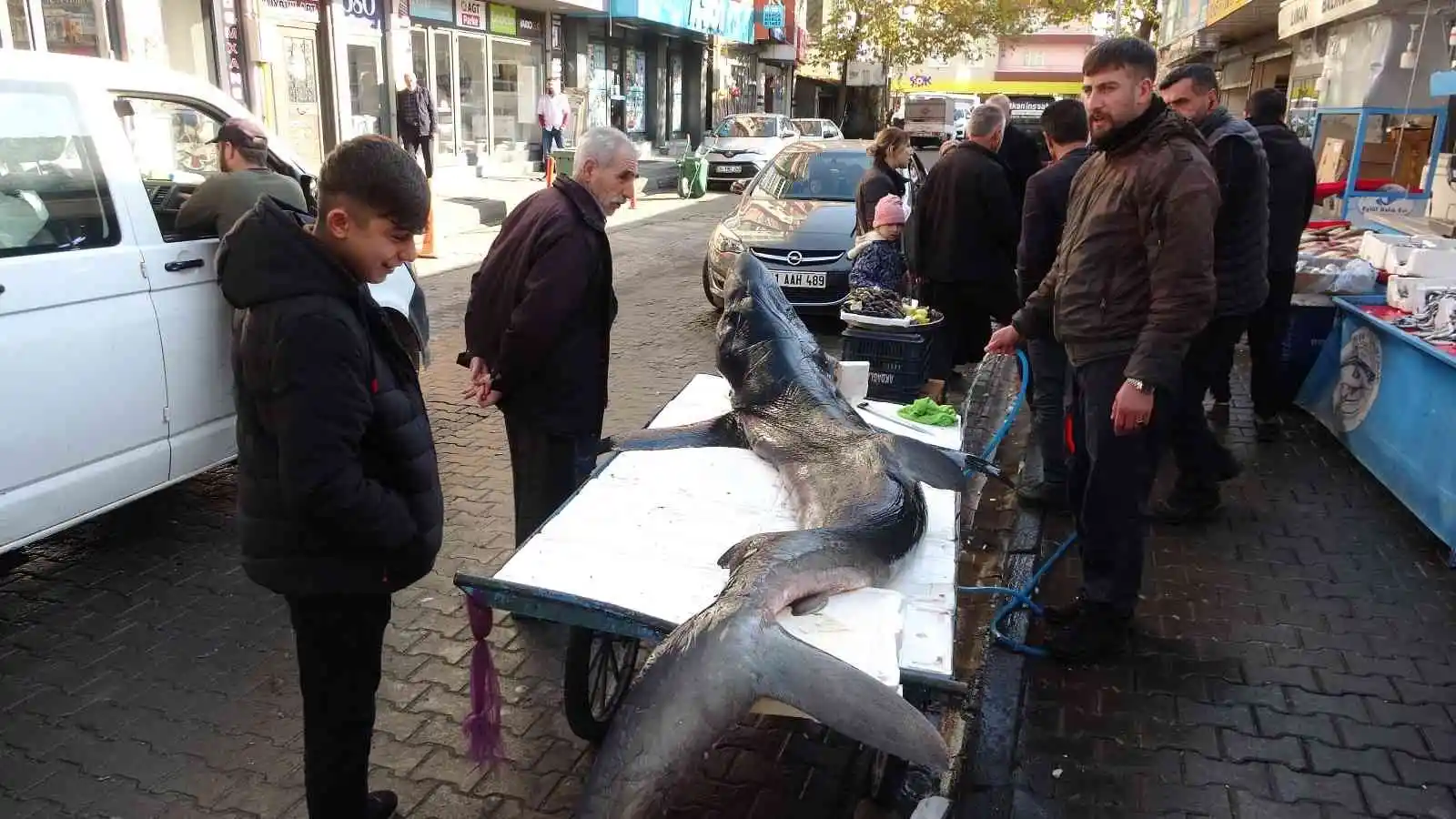 Bingöl’de 3 metrelik köpek balığı ilgi odağı oldu
