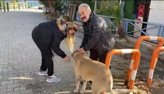 Cins köpek hırsızları polis tarafından yakalandı
