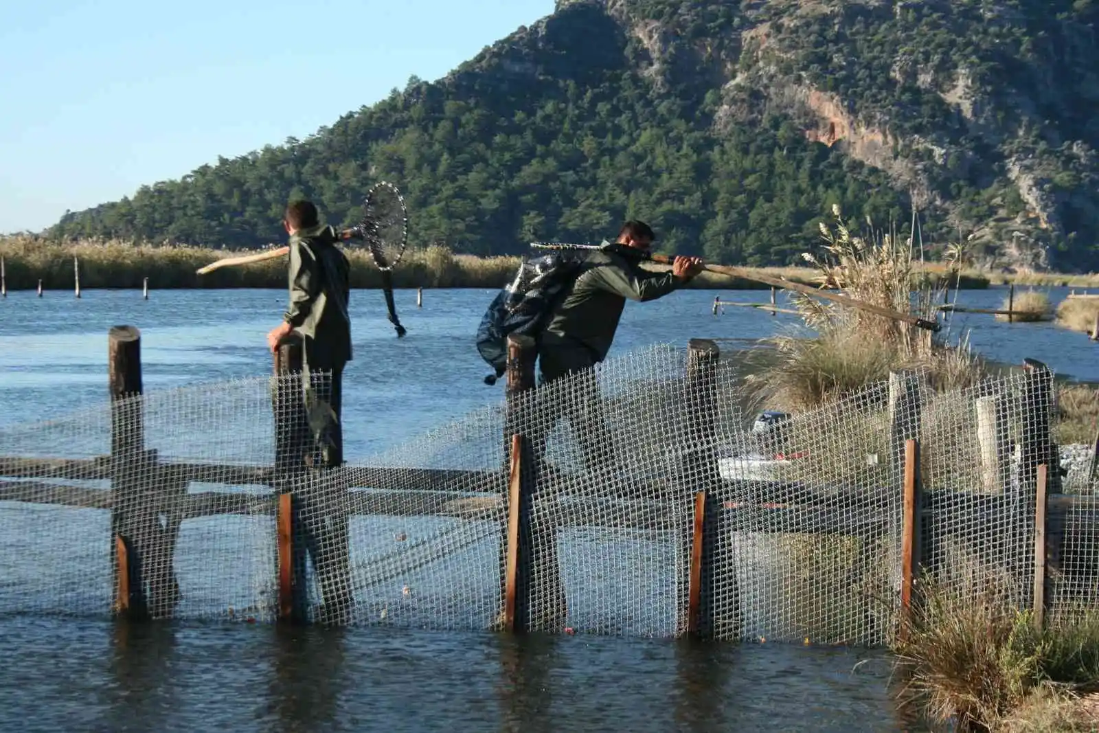 Dalyan kefali kilosu 50 liradan satılıyor
