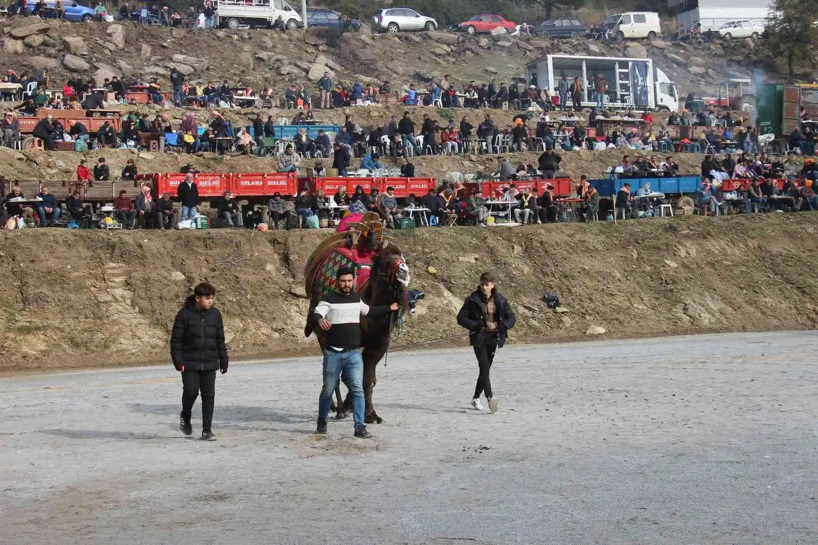 Deve güreşleri kiminin eğlencesi, kiminin ekmek kapısı oldu
