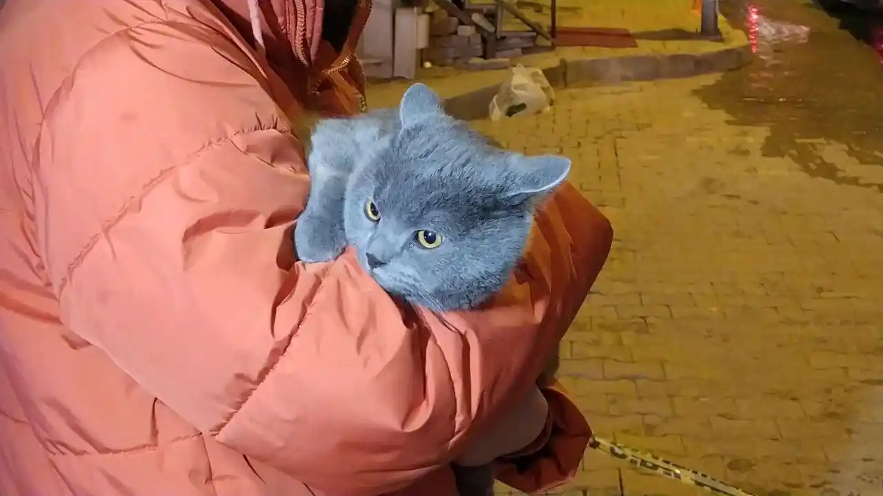 Dumanlar arasında kalan kedi, polis ekiplerince kurtarıldı