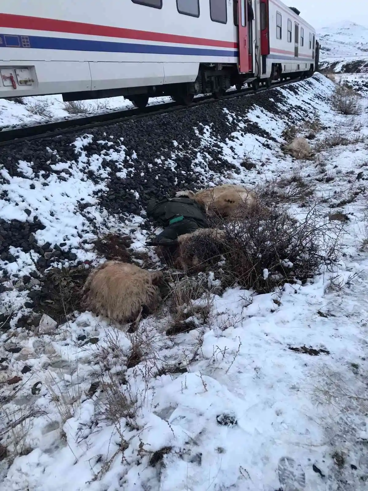 Erzincan'da trenin çarptığı çoban öldü
