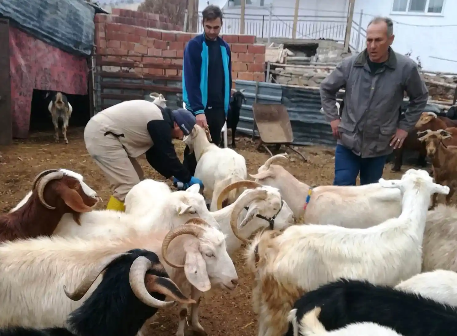 Gediz'de küçükbaş hayvanlara çiçek aşısı