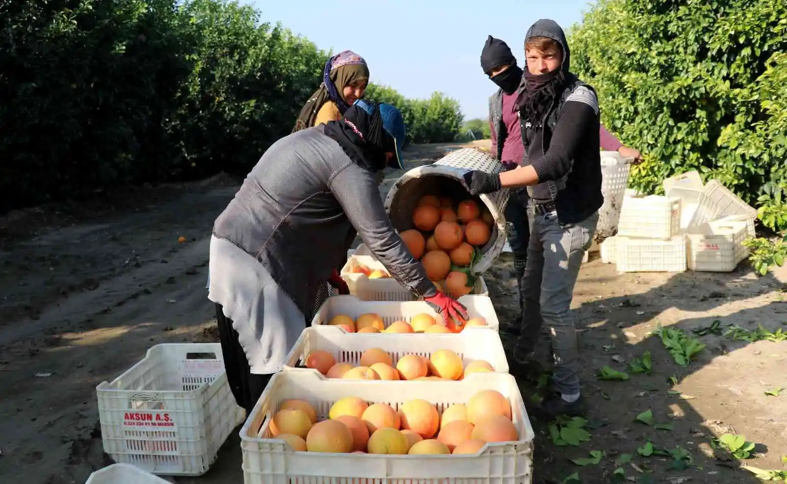 Hasadı başladı, sadece yüzde 10'u Türkiye'de tüketiliyor, yüzde 90'ı ihraç ediliyor