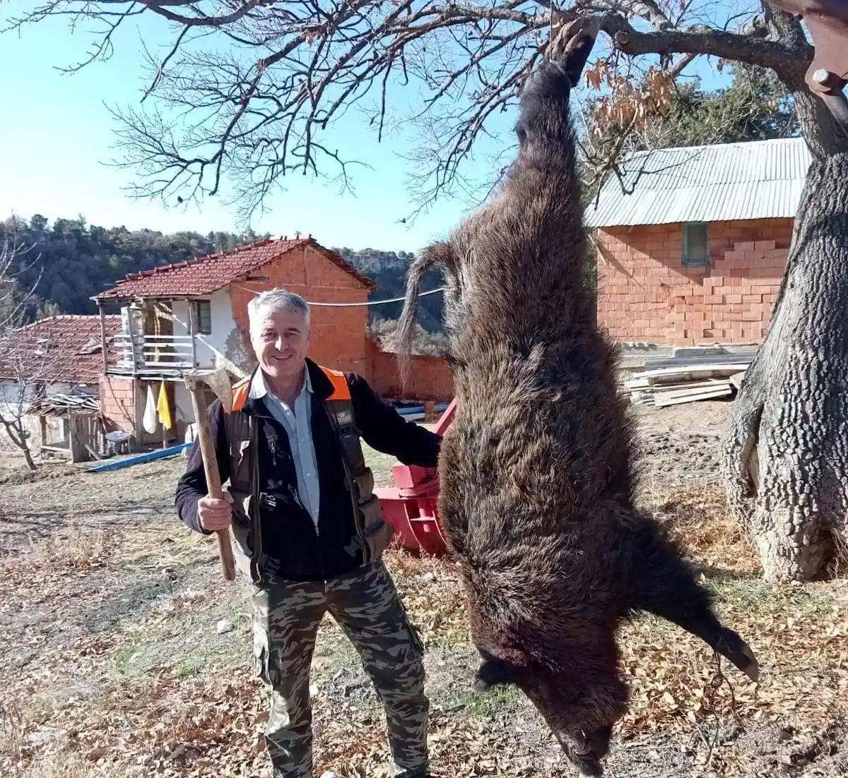 Hisarcıklı avcılar yaklaşık 350 kilo ağırlığında domuz avladı