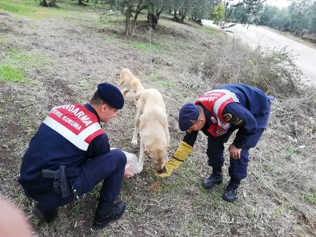 Jandarma ekipleri sokak hayvanlarını besledi
