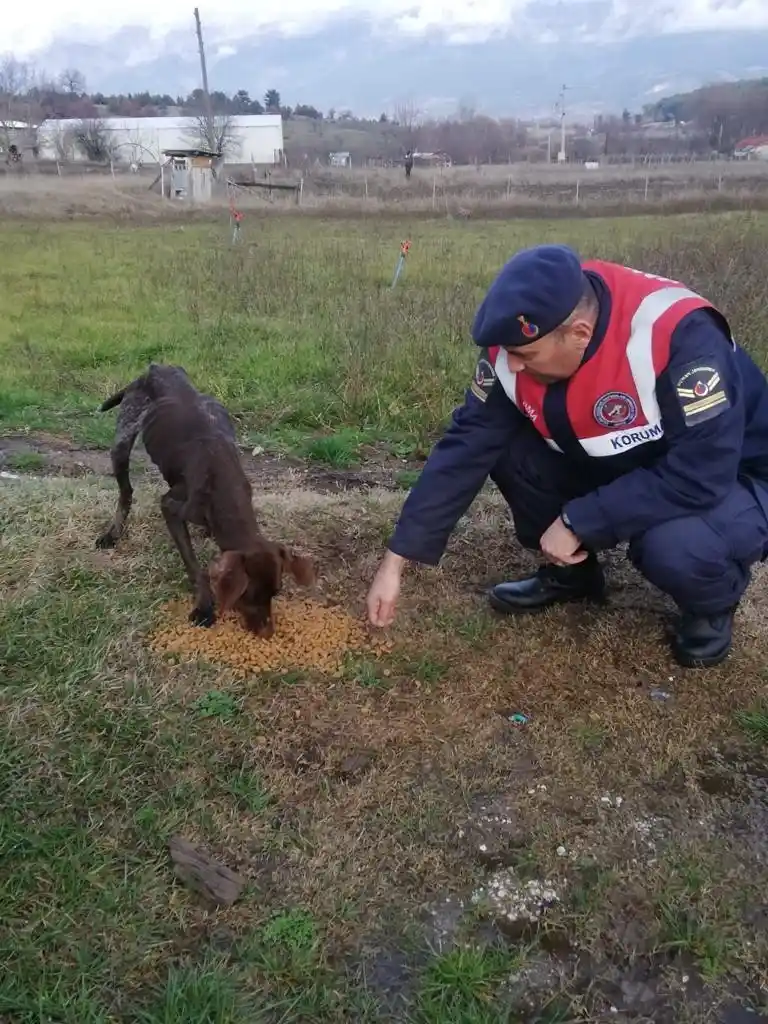 Jandarma ekipleri sokak hayvanlarını besledi
