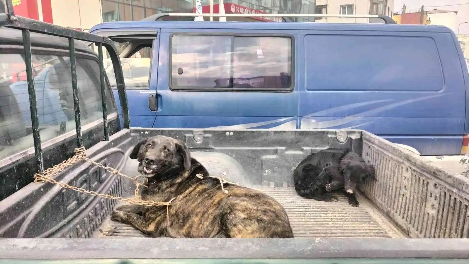 Karabük’te evcil hayvanlar için çip ve aşı yoğunluğu yaşanıyor
