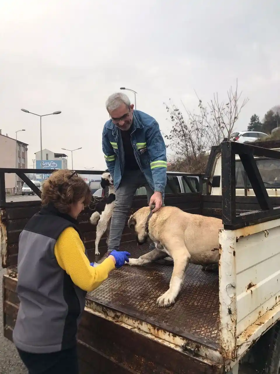 Karabük’te evcil hayvanlar için çip ve aşı yoğunluğu yaşanıyor
