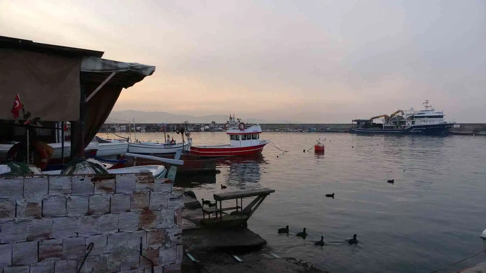 Karadeniz’de avlanan ince hamsi, diğer balık çeşitlerini tehdit ediyor
