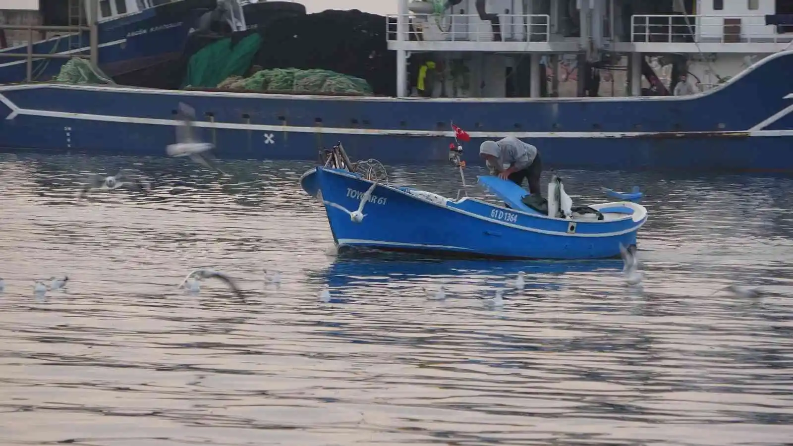 Karadeniz’de avlanan ince hamsi, diğer balık çeşitlerini tehdit ediyor
