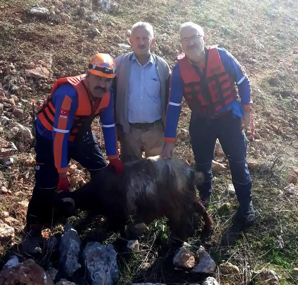 Kayalıklarda mahsur kalan keçiler halatlarla kurtarıldı