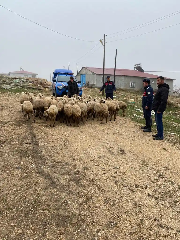 Kayıp hayvanlar dron ile bulundu
