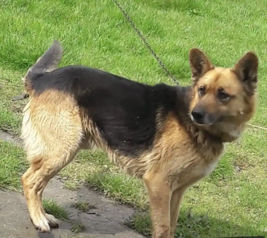 Kayıp köpeğini bulana para ödülü verecek