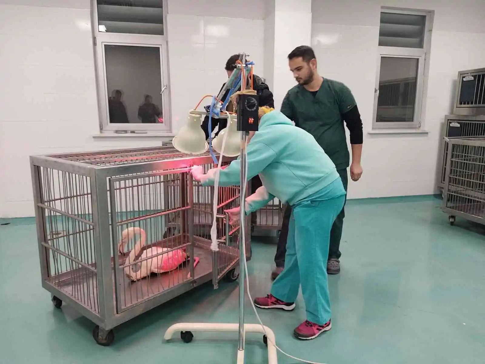 Konya'da göl kıyısında yaralı bulunan flamingo koruma altına alındı
