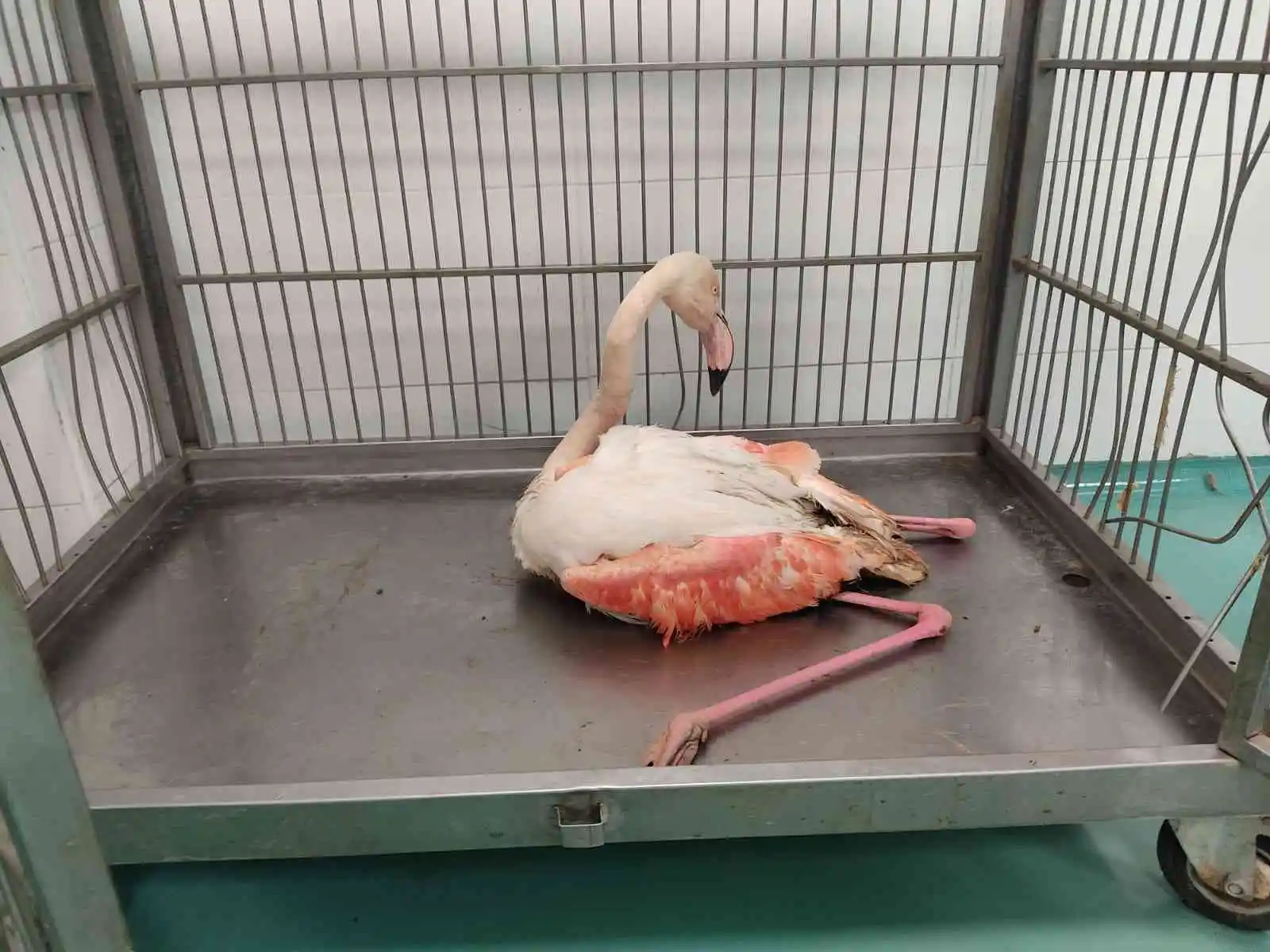 Konya’da göl kıyısında yaralı bulunan flamingo koruma altına alındı
