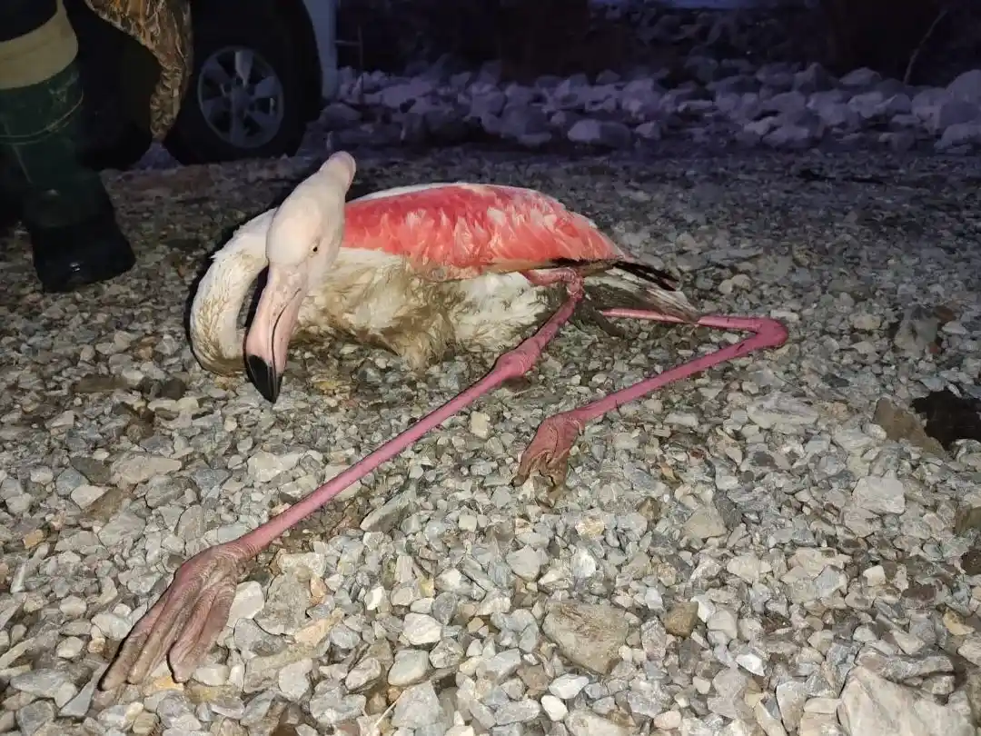 Konya’da göl kıyısında yaralı bulunan flamingo koruma altına alındı
