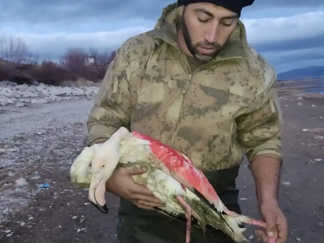 Konya’da göl kıyısında yaralı bulunan flamingo koruma altına alındı
