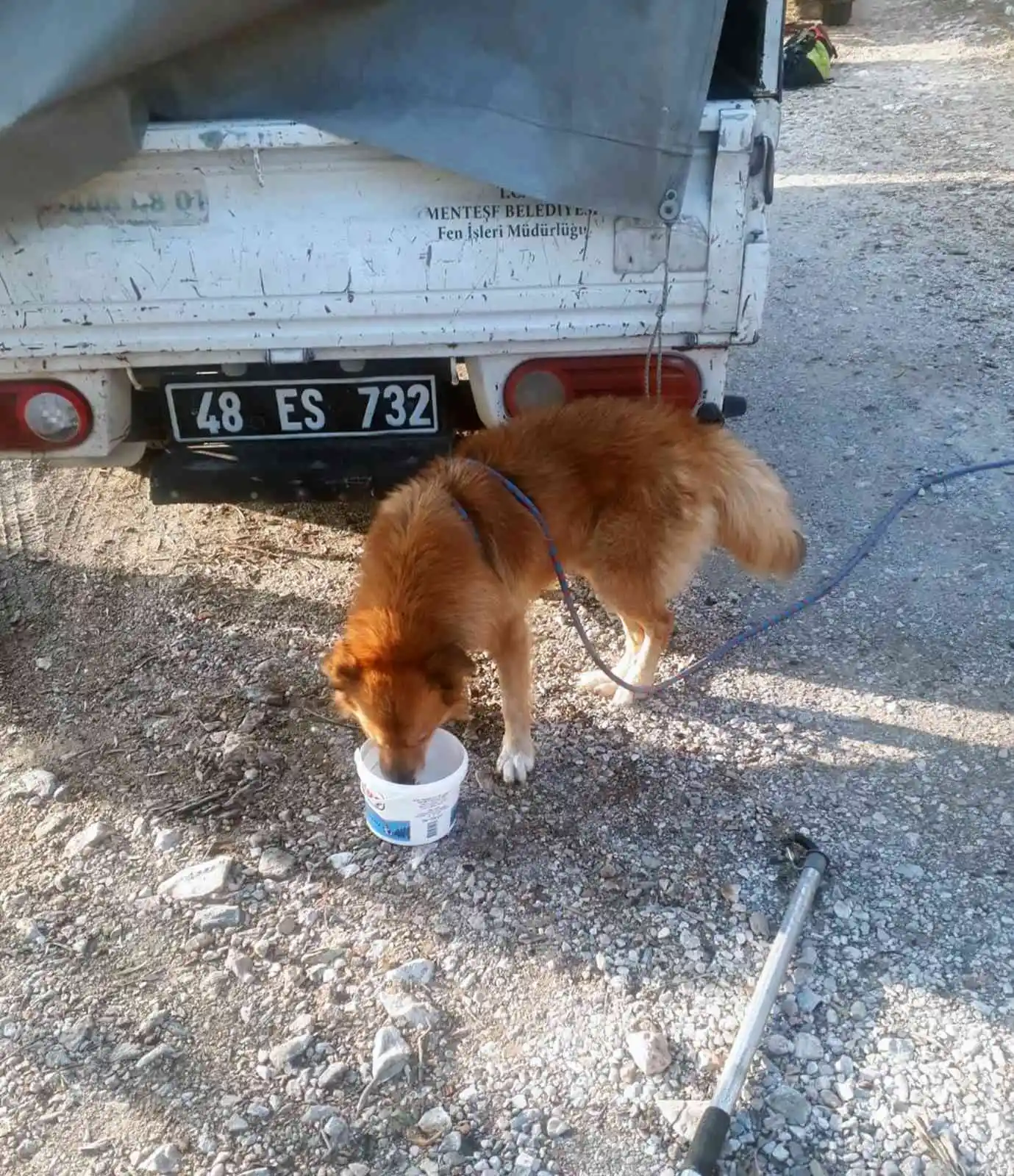Menteşe Belediyesi ekipleri kayalıklarda mahsur kalan köpeği kurtardı
