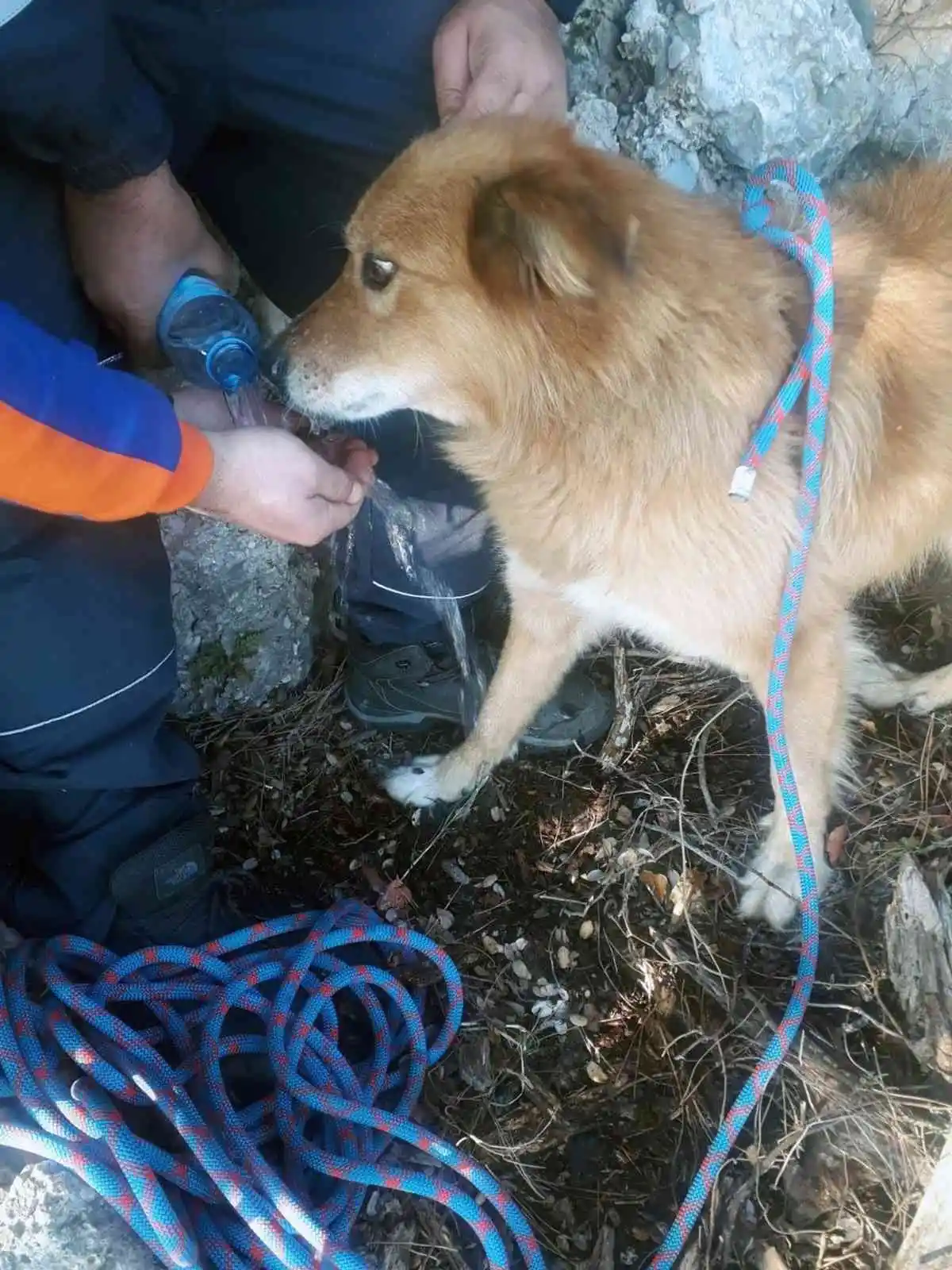 Menteşe Belediyesi ekipleri kayalıklarda mahsur kalan köpeği kurtardı
