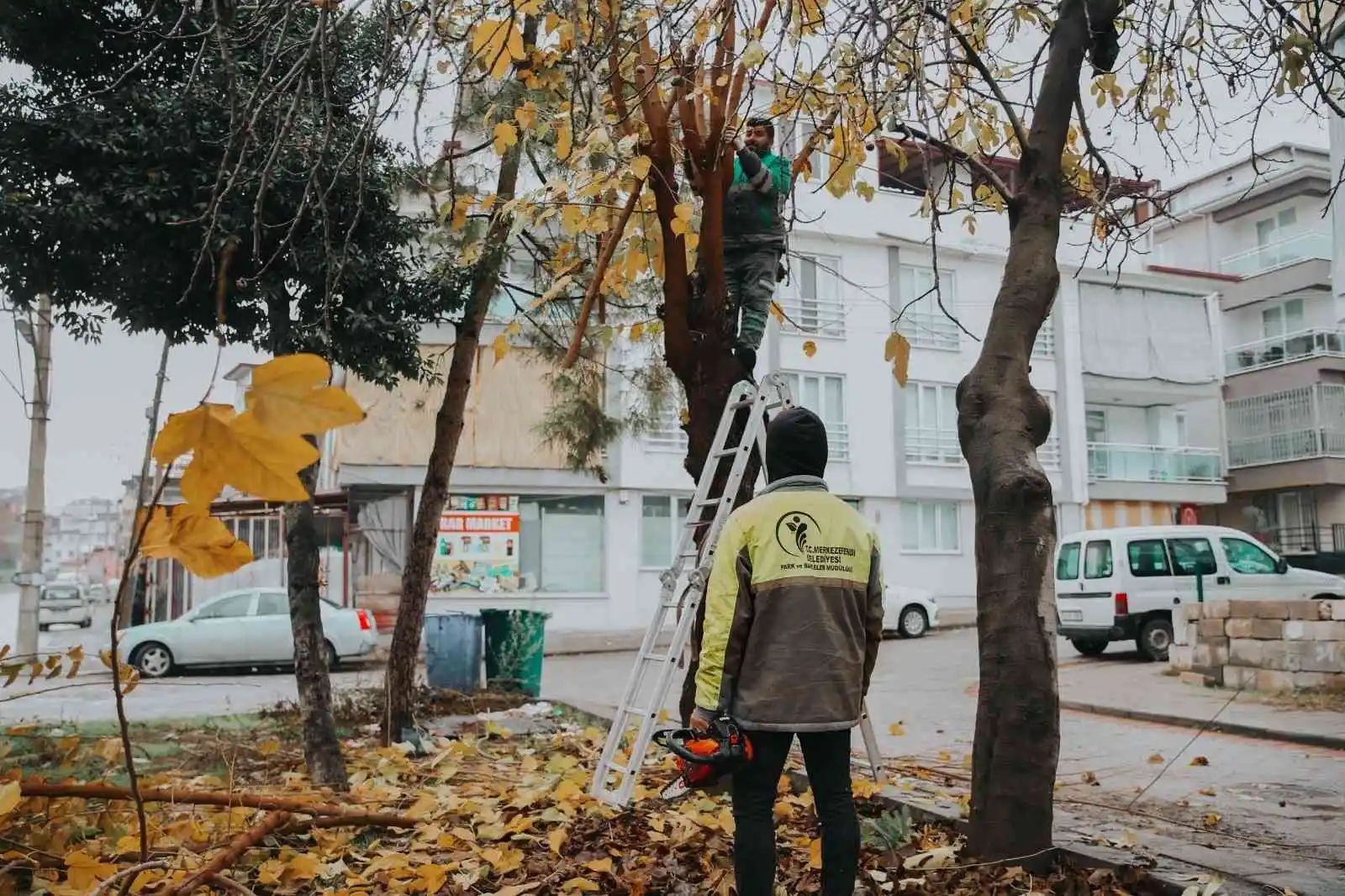 Merkezefendi’de budama çalışmaları devam ediyor
