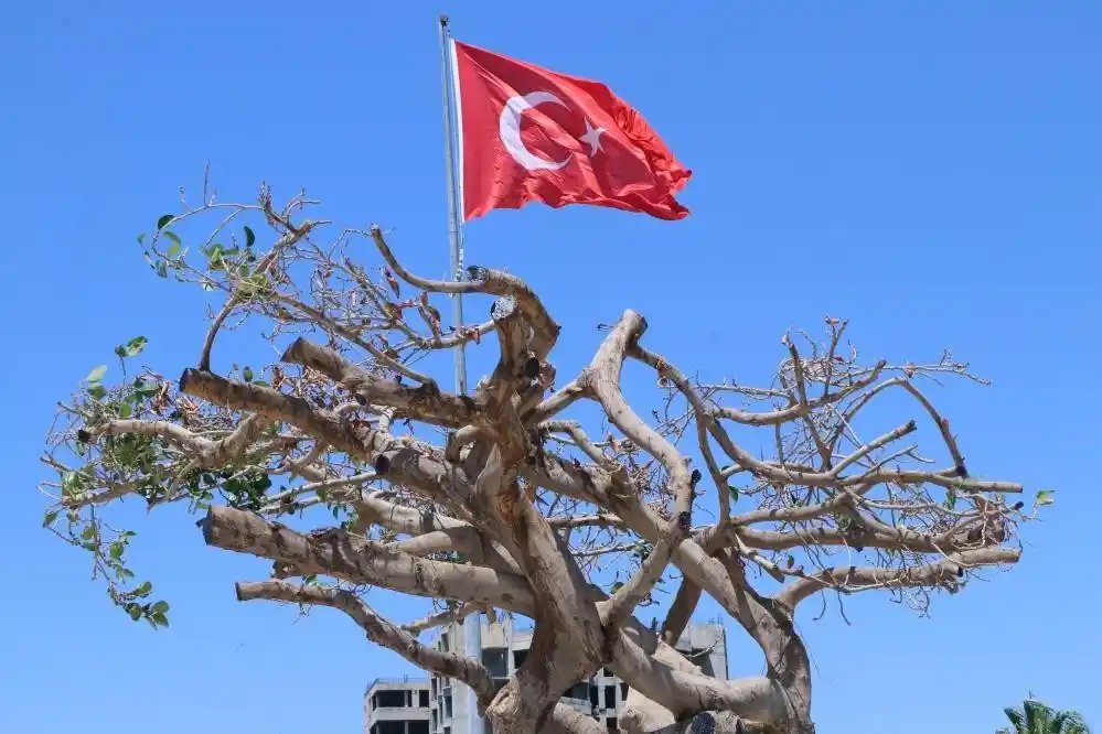 Mersin'de ağaca zarar verilmesine ilişkin dava başladı