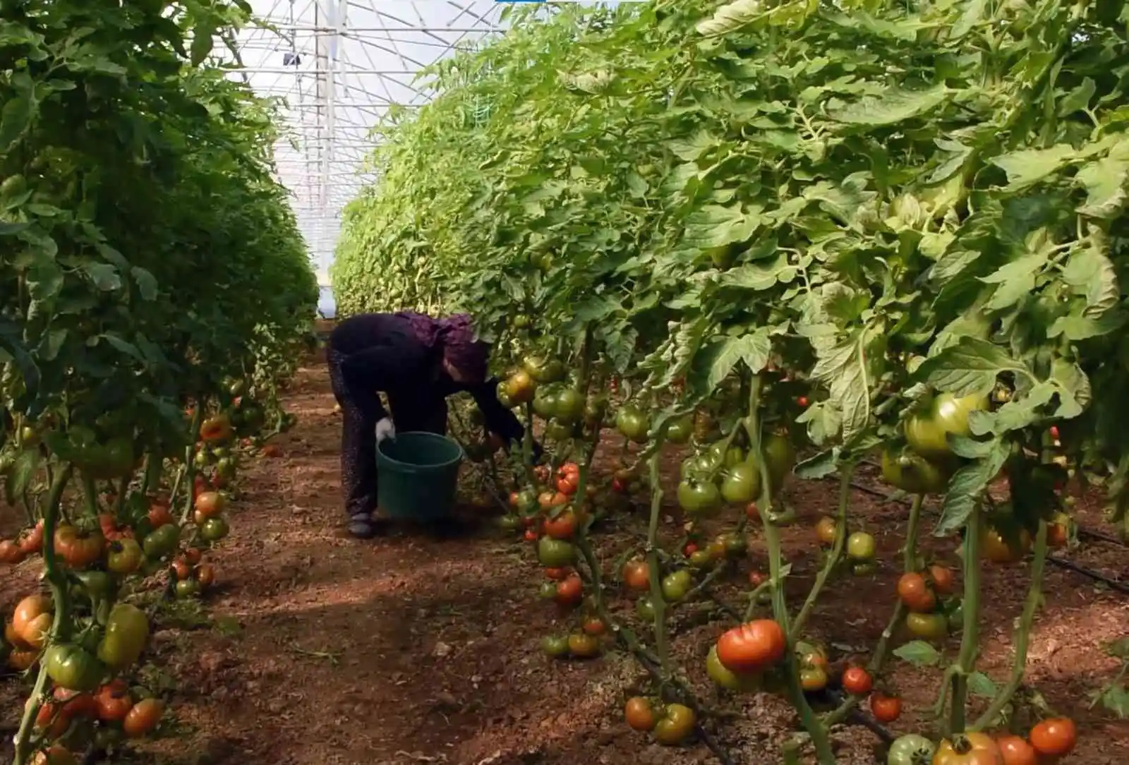 Muğla’nın yöresel ürünleri ‘Muğla’ markası ile satılacak
