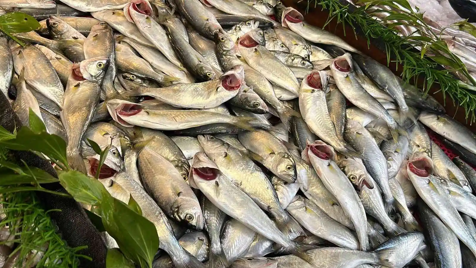 Palamuttan sonra tezgahların yeni gözdesi hamsi oldu