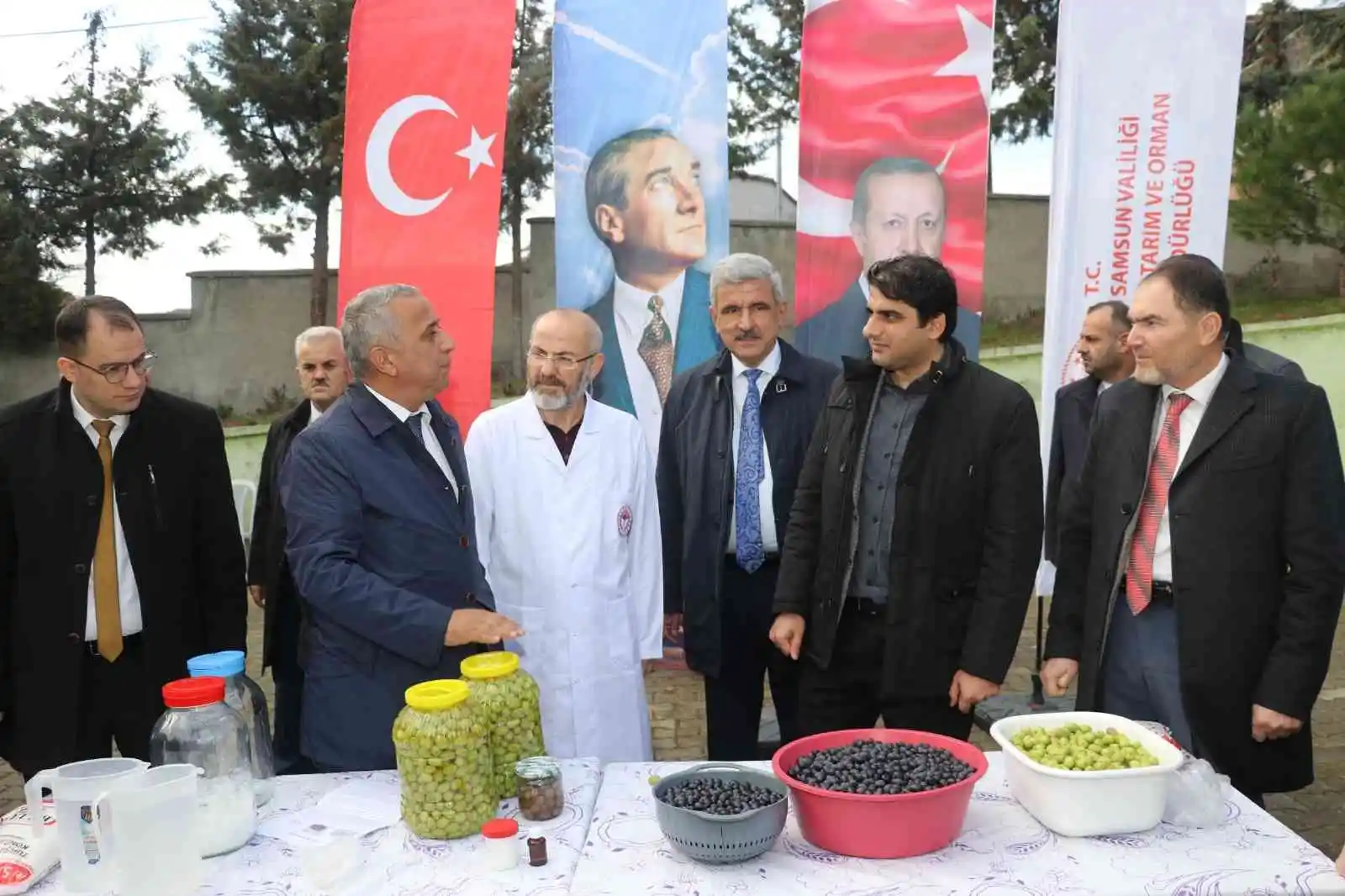 Samsun'da zeytin tarımı tekrardan canlanıyor
