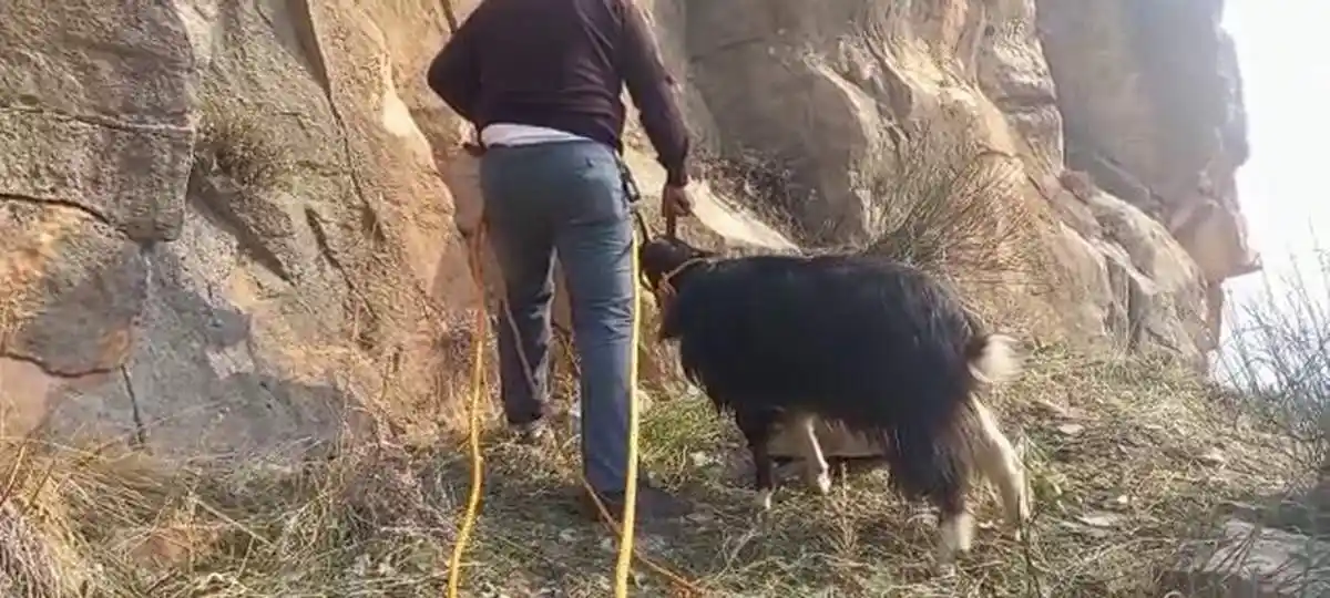 Siirt'te kayalıklarda mahsur kalan 2 keçi kurtarıldı