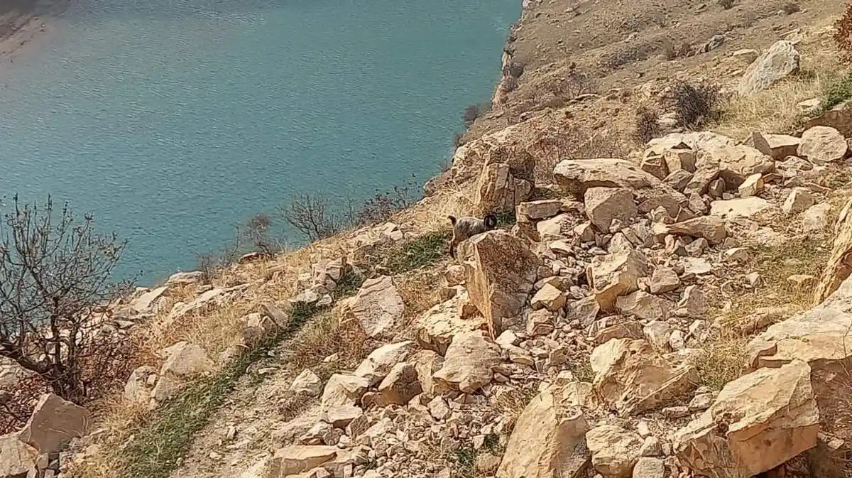 Siirt’te kayalıklarda mahsur kalan 2 keçi kurtarıldı