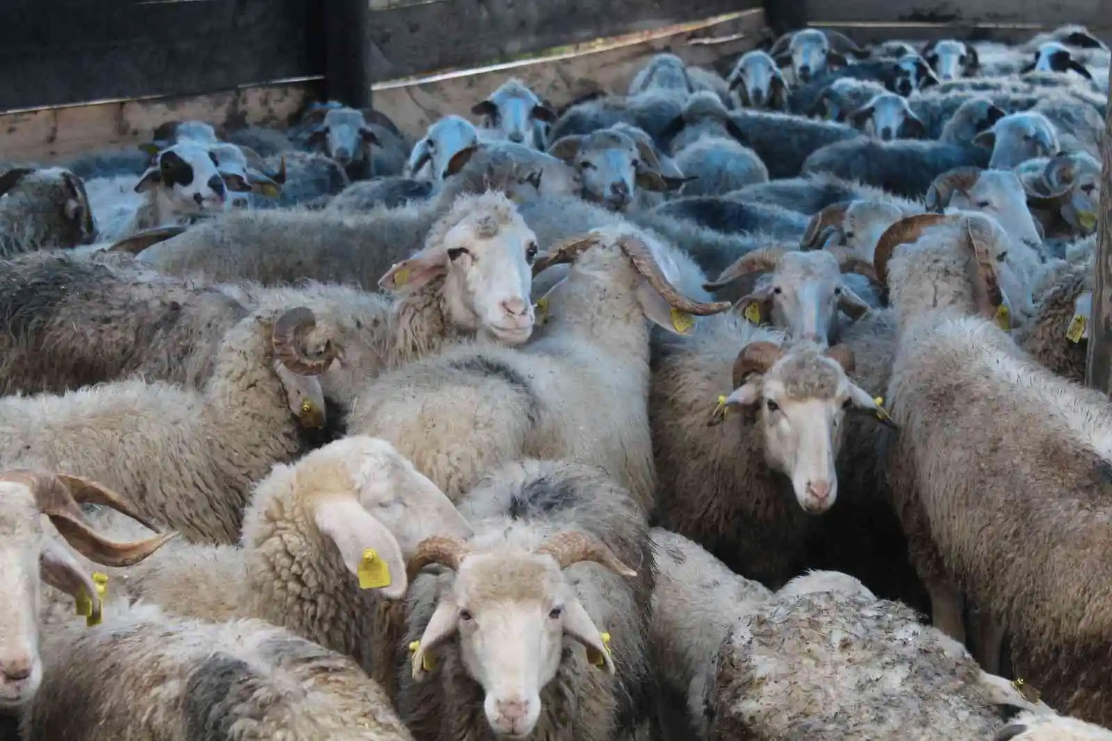 Sinop’ta bir gecede 50 koyunu araca yükleyip çaldılar
