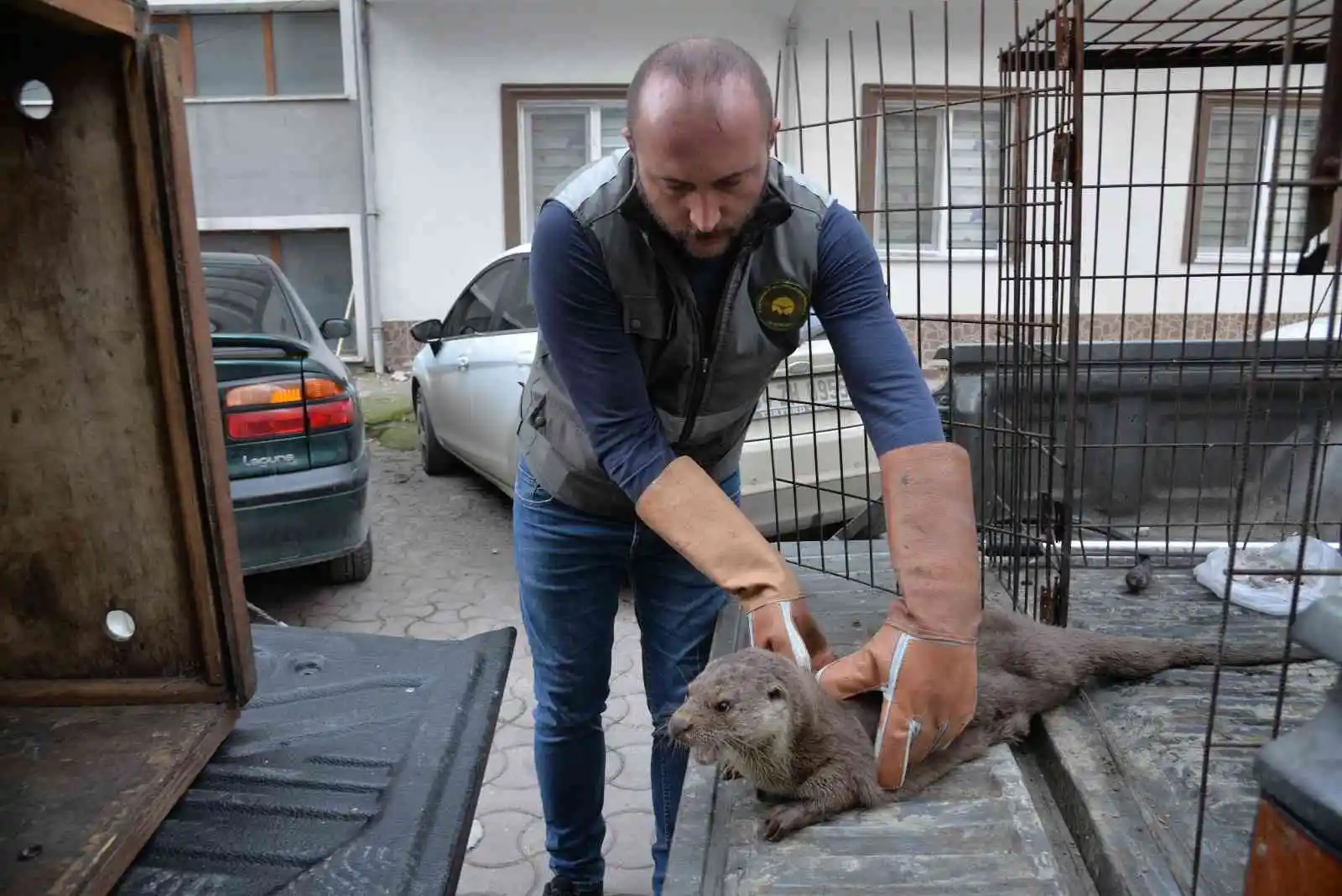 Sinop’ta yaralı halde bulunan su samuru tedavi altında