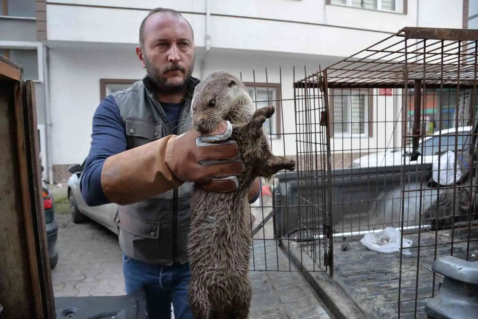 Sinop’ta yaralı halde bulunan su samuru tedavi altında