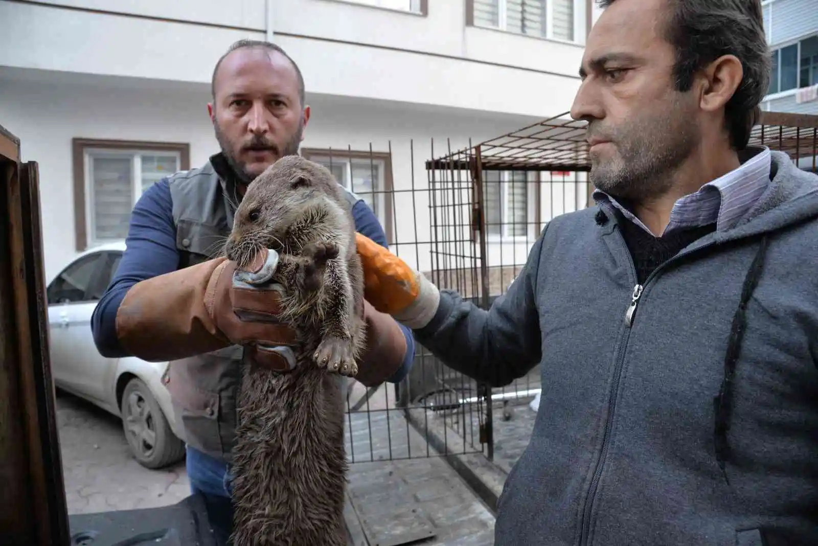 Sinop’ta yaralı halde bulunan su samuru tedavi altında