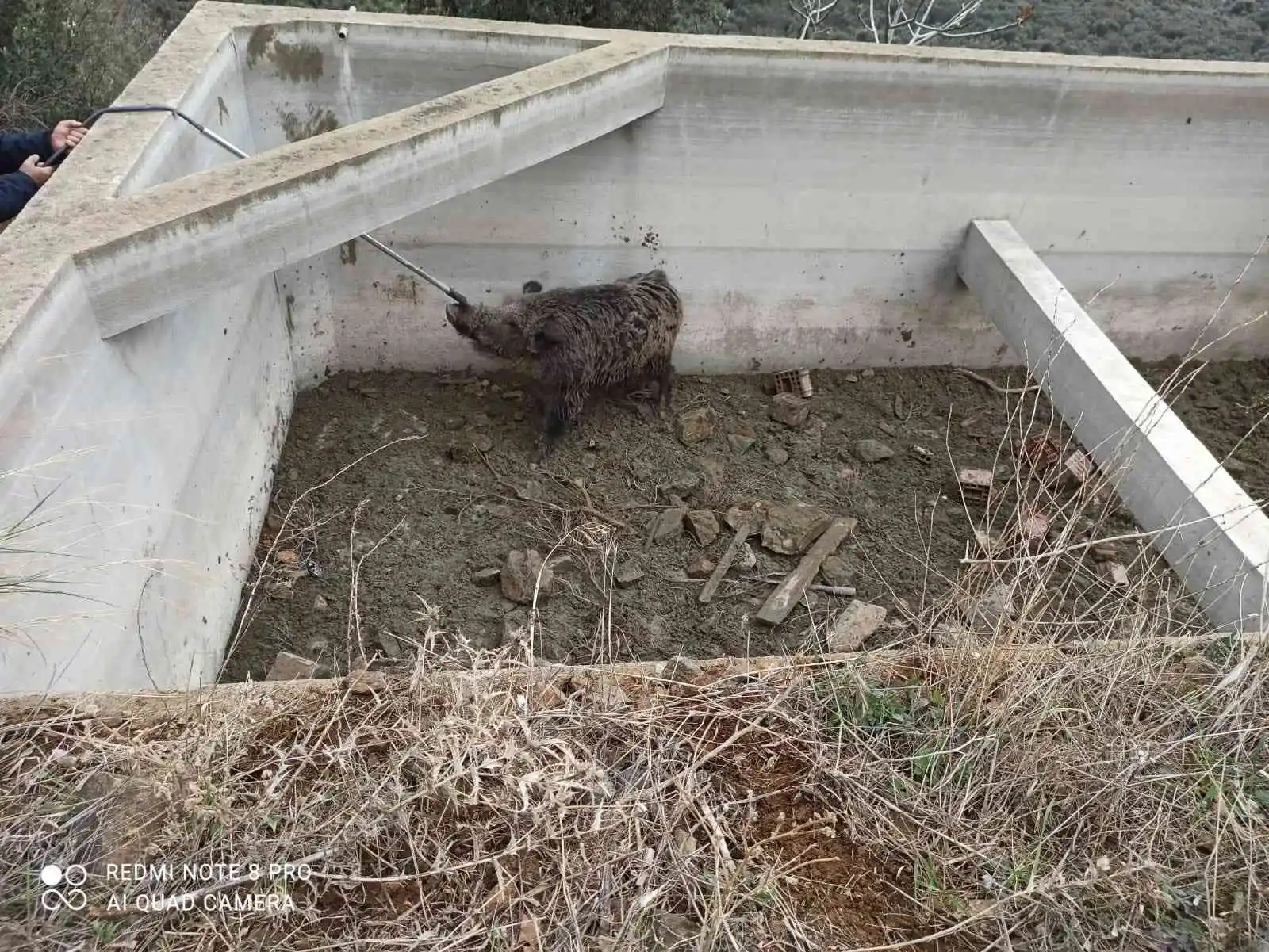 Sulama havuzuna düşen hayvan kurtarıldı
