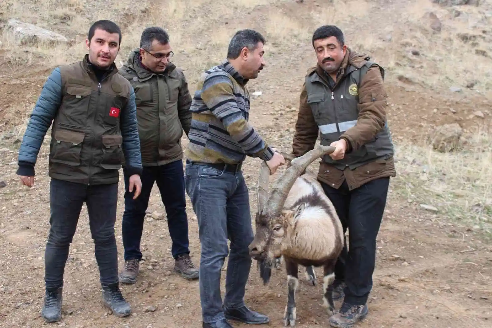 Tedavisi tamamlanan yaban keçisi yeniden özgür