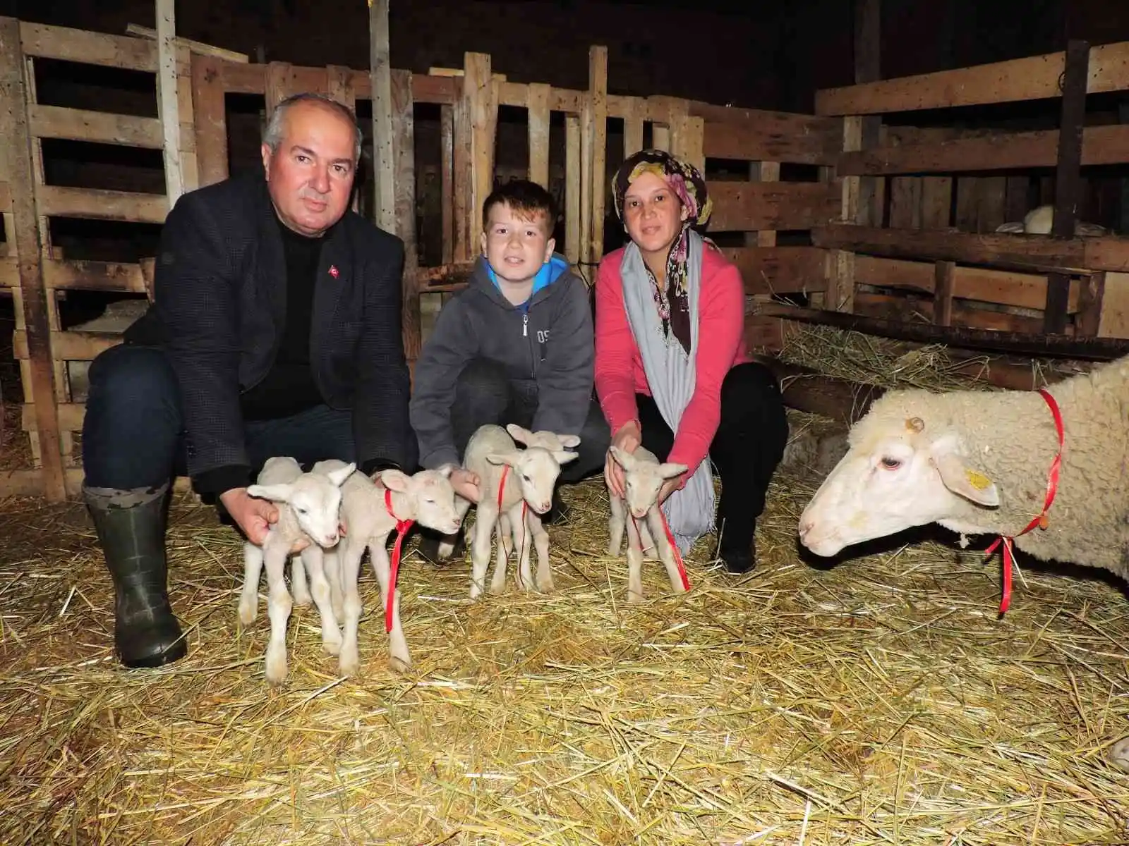 Tekirdağ'da beşiz doğuran koyun şaşırttı
