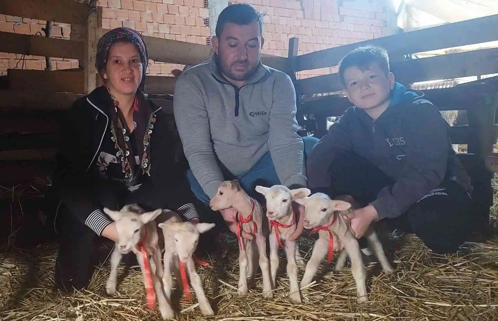 Tekirdağ’da beşiz doğuran koyun şaşırttı
