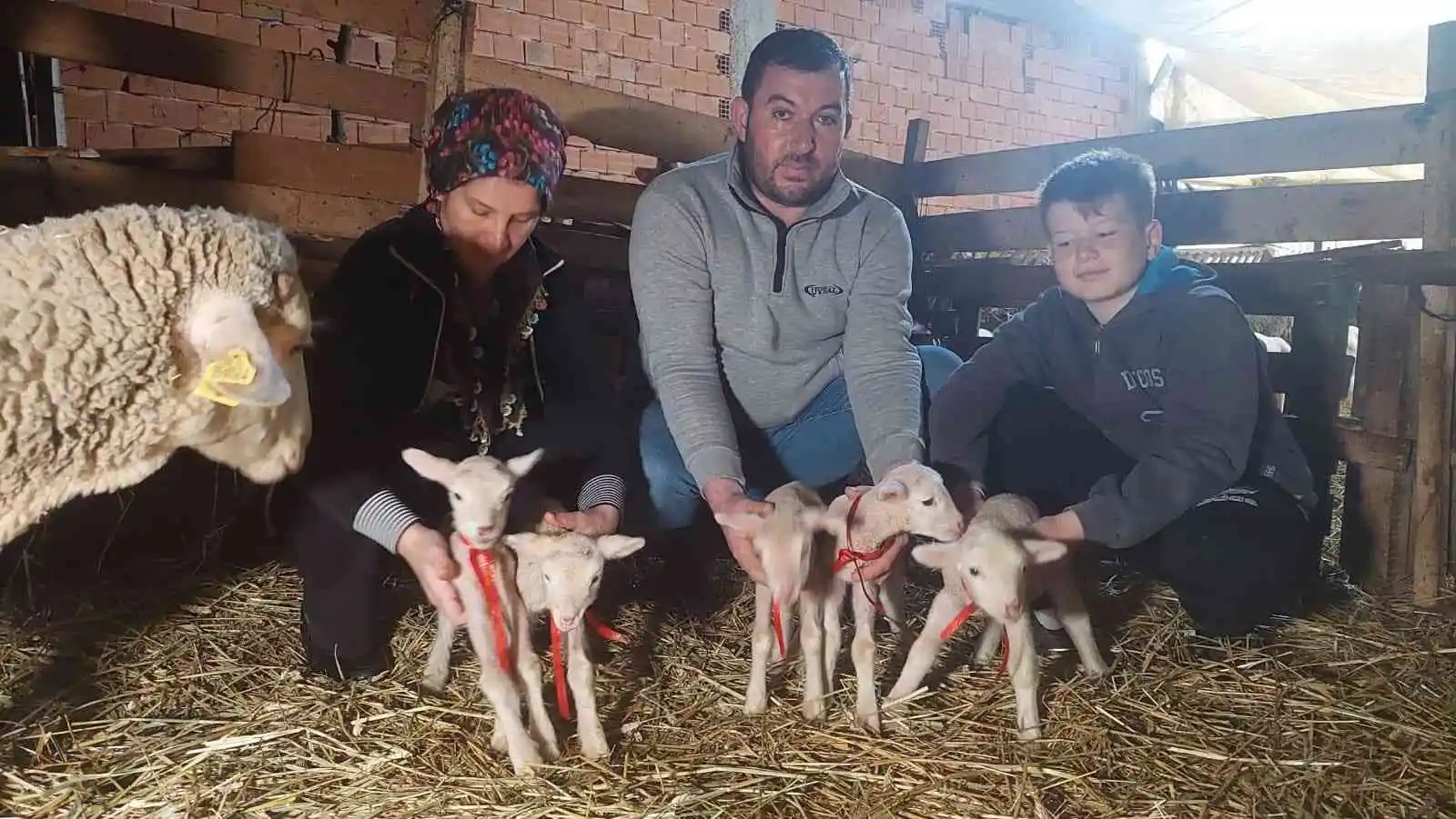 Tekirdağ’da beşiz doğuran koyun şaşırttı
